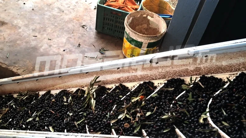 القيروان: تراجع أسعار الزيتون يربك الفلاحين ويعطّل موسم الجني