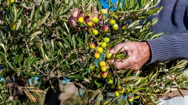 نقابة الفلاحين: ندعو رئاسة الجمهورية لتدخل عاجل لإنقاذ موسم الزيتون