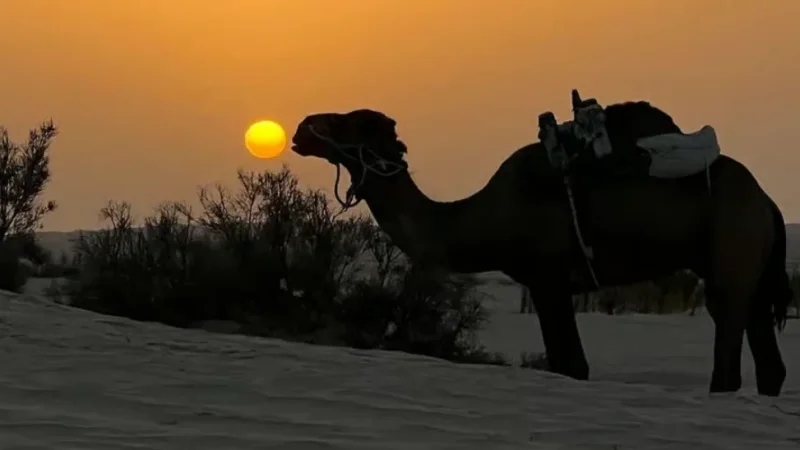 نفوق إبل بصحراء دوز: دائرة الإنتاج الحيواني توضّح