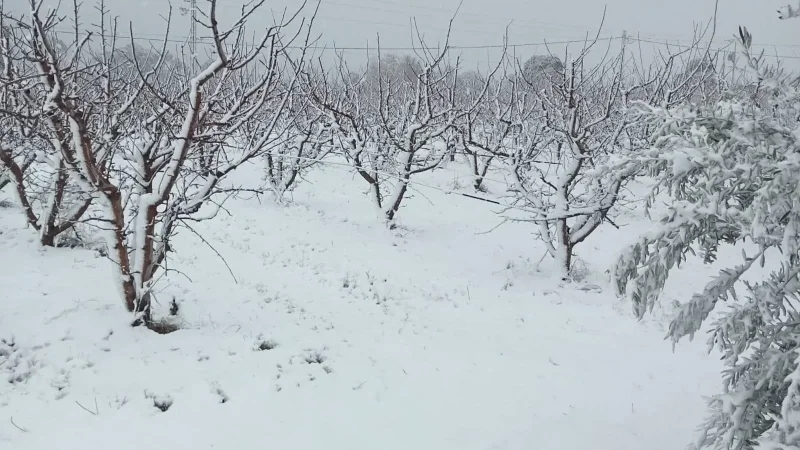 القصرين: تساقط الثلوج بتالة وتأهّب محلّي تحسّبا لأيّ طارئ