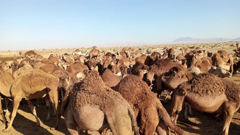 دوز: مخاوف من تفشي أمراض معدية في صفوف قطعان الإبل إثر حالات نفوق