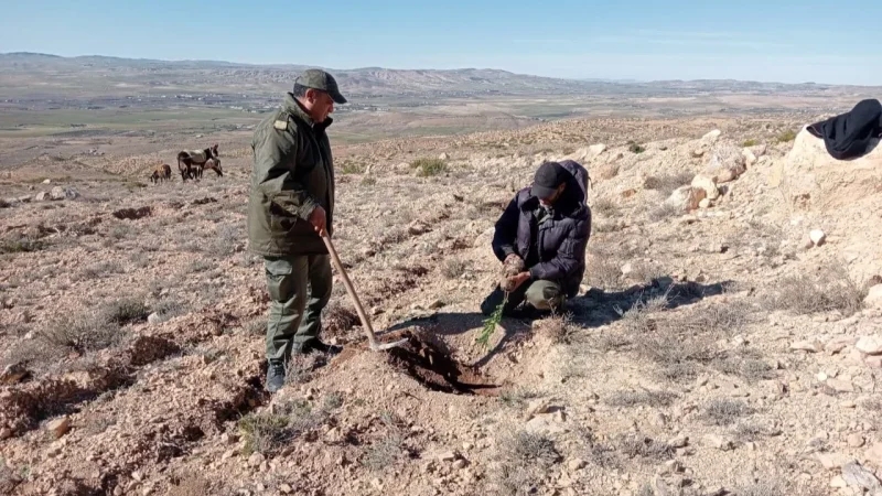 الروحية: تواصل عمليات التشجير بمحمية 'كاف الراعي'