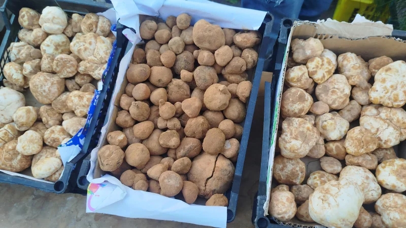 سعر كلغ من الترفاس يتجاوز الـ200 دينار في تطاوين