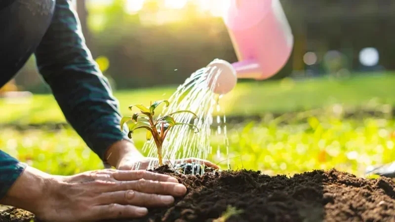 تونس تطلق مشروع 'الحزام الأخضر' لمقاومة تدهور الأراضي