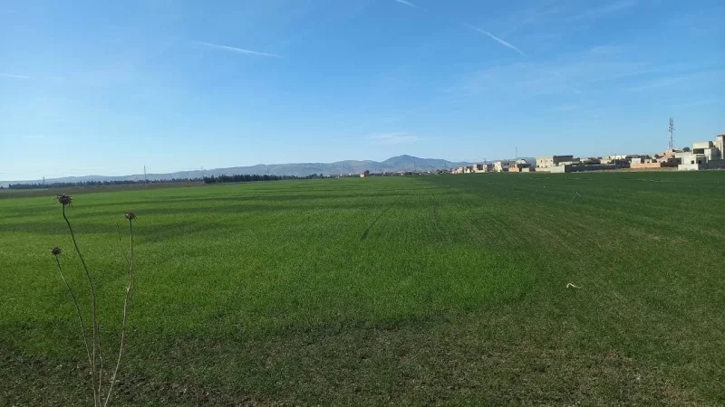 جندوبة: حملات مداواة لإنقاذ صابة الحبوب من الفطريات