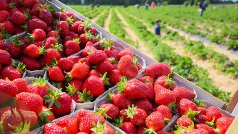 اتحاد الفلاحين بقربة: مياه الأمطار غمرت معظم حقول الفراولة