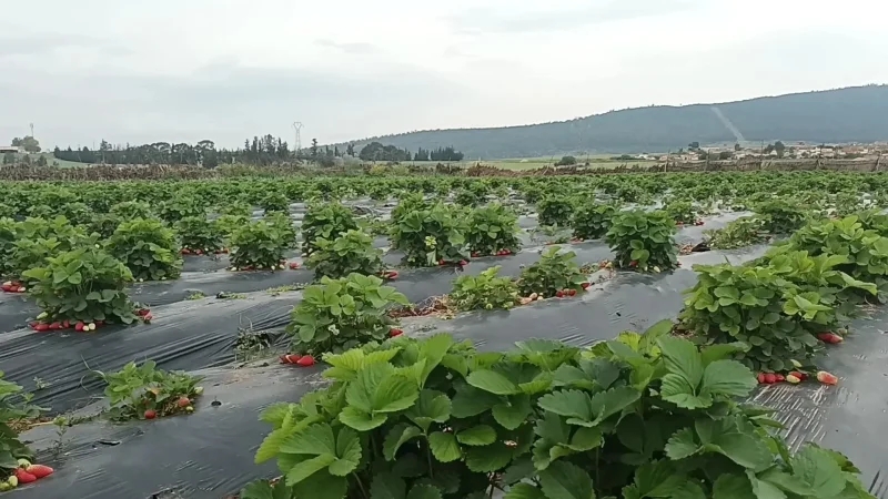 السماء تُمطر خيرا في سليانة.. على أمل توفير مادة 'الأمونيتر'!