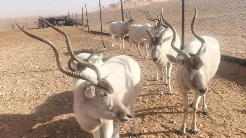 تطاوين: المحميات الطبيعية تنجح في إعادة توطين حيوانات مهددة بالانقراض