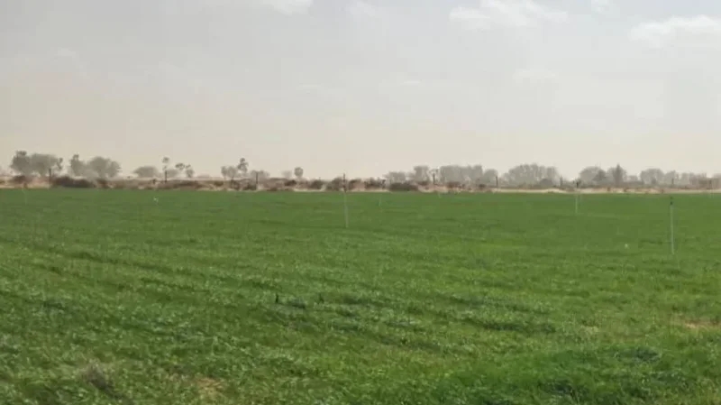 معهد الزراعات الكبرى يدعم مُزارعي ذهيبة ورمادة لانجاح الموسم