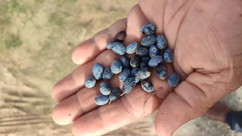 رئيس اتحاد الفلاحين بسوسة: فلاحون يوقفون جني الزيتون بسبب تدني الأسعار