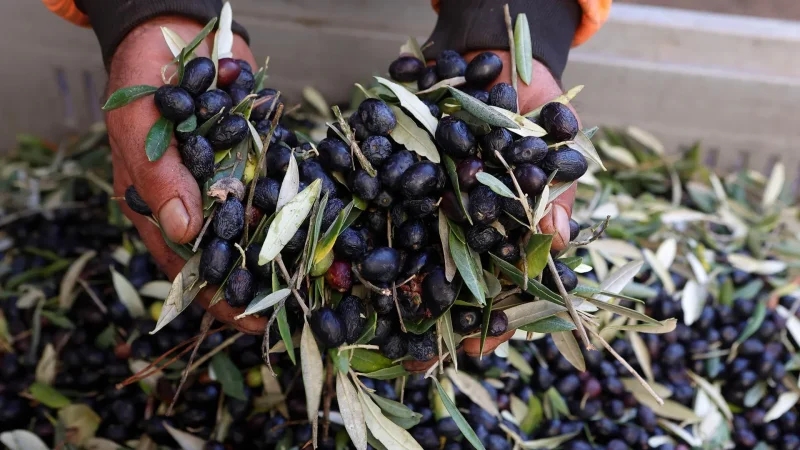 صرف قروض بنحو 1.4 مليون دينار لدعم قطاع الزياتين