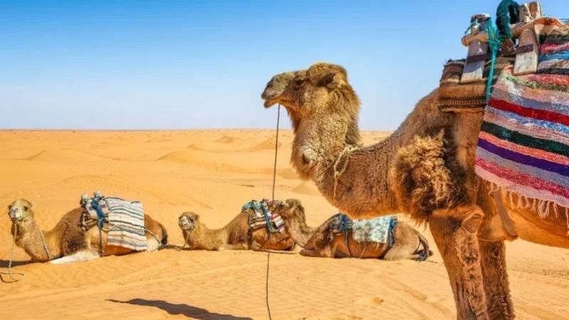 تأجيل صالون السياحة الواحية والصحراوية بسبب التقلبات الجوية