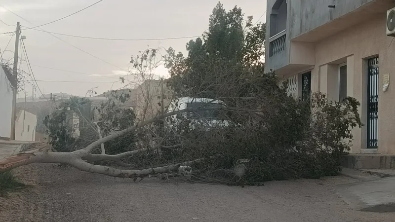 تطاوين: سقوط أشجار وانقطاع مؤقت للتيار الكهربائي إثر رياح قوية