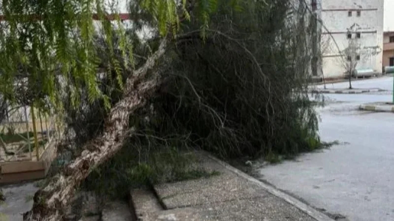 باجة: التدخل بعدد من الطرقات لإزاحة الأشجار المتساقطة بسبب الرياح