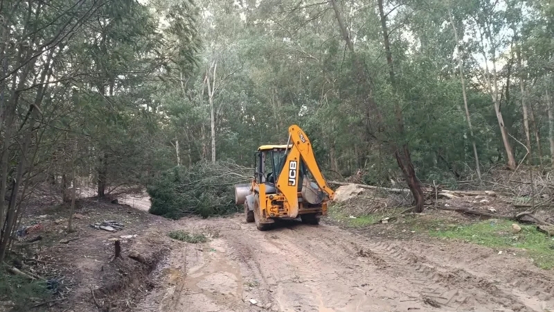 تدخلات بالجملة للحماية المدنية لإزالة الأشجار المتساقطة من الطرقات