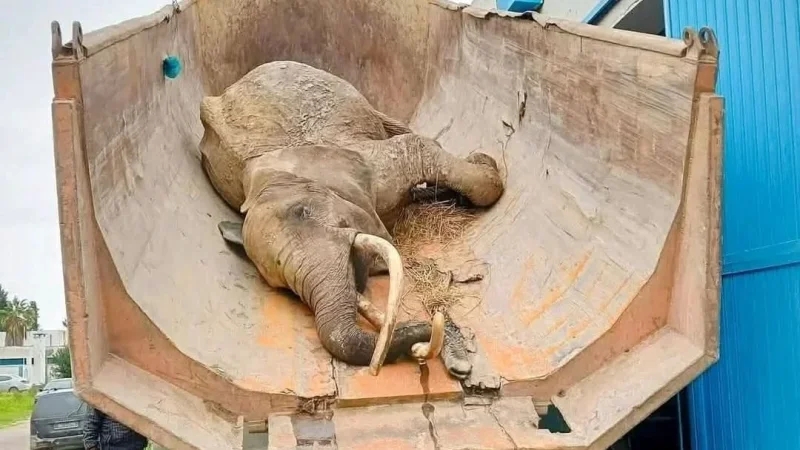 وماتت الفيلة 'بايبي..'