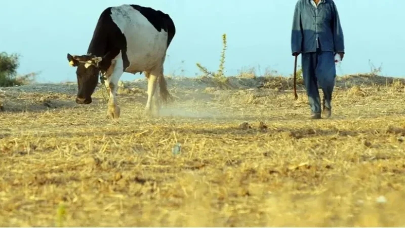 قابس: مربّو الأبقار يشتكون من نقص الأعلاف المُدعّمة