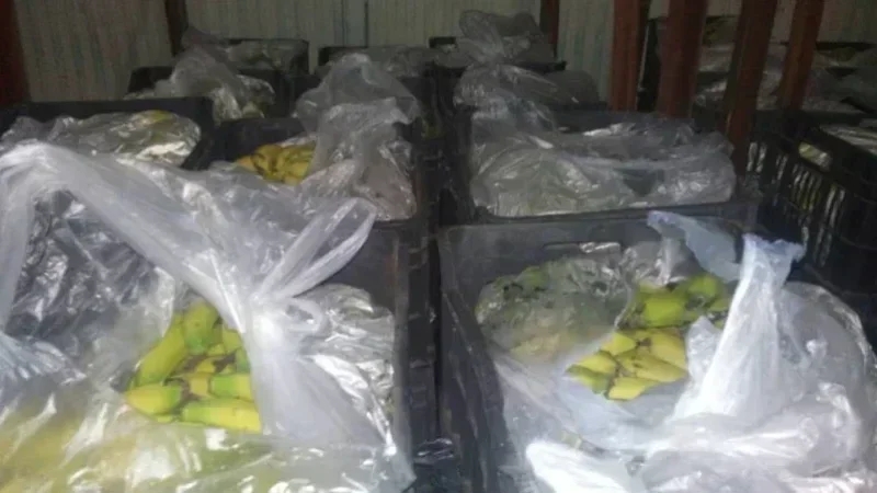 Saisie de plus d’une tonne de bananes de contrebande