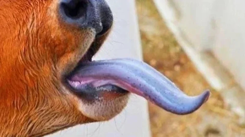 مركز اليقظة الصحية الحيوانية: آليات التوقي من مرض اللسان الأزرق