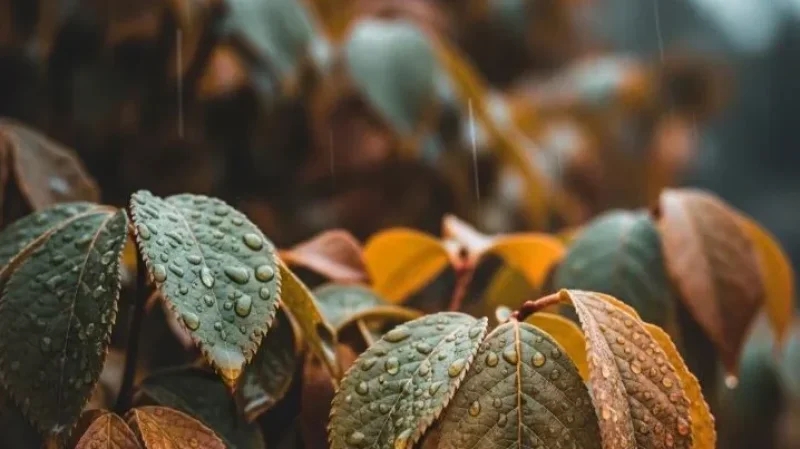 أمطار السبت مع انخفاض طفيف لدرجات الحرارة