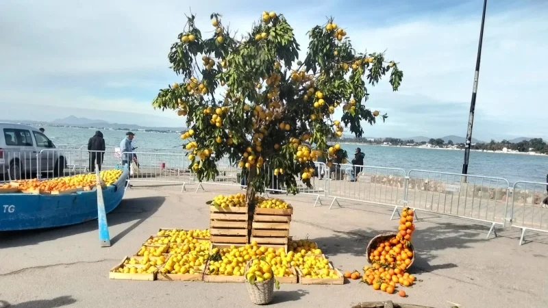 الحمامات: مهرجان القوارص يحتفي بموروث المدينة الفلاحي