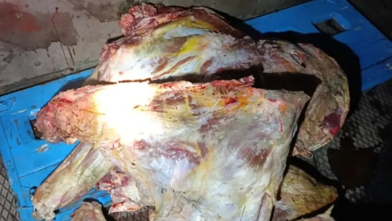 قليبية: ضبط شخصين بصدد ذبح بقرة نافقة لبيعها والنيابة تأذن بالإتلاف