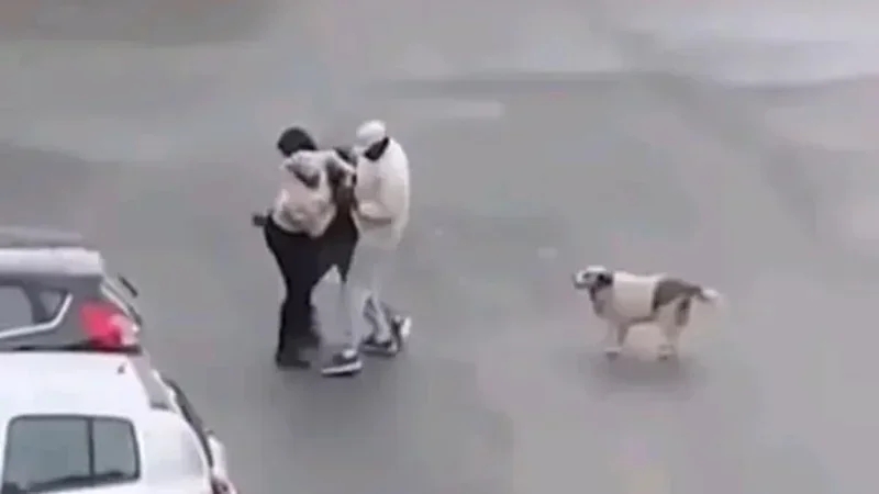 Braquage filmé à La Soukra: Arrestation de trois Subsahariens