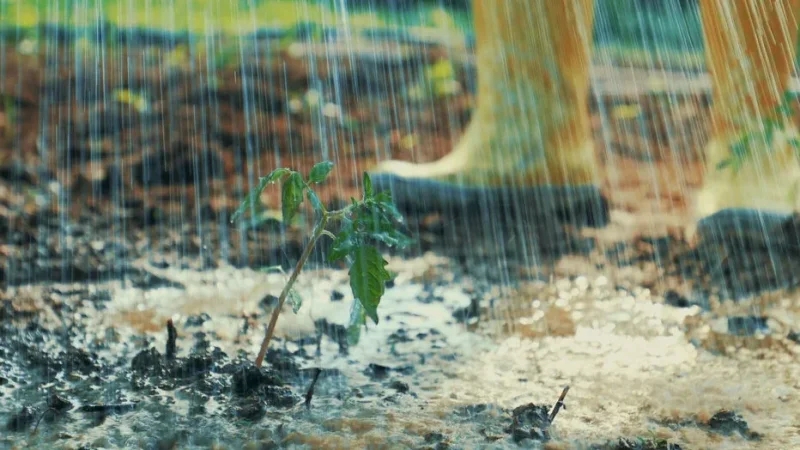 معهد الرصد الجوي: هطول أمطار استثنائية خلال جانفي