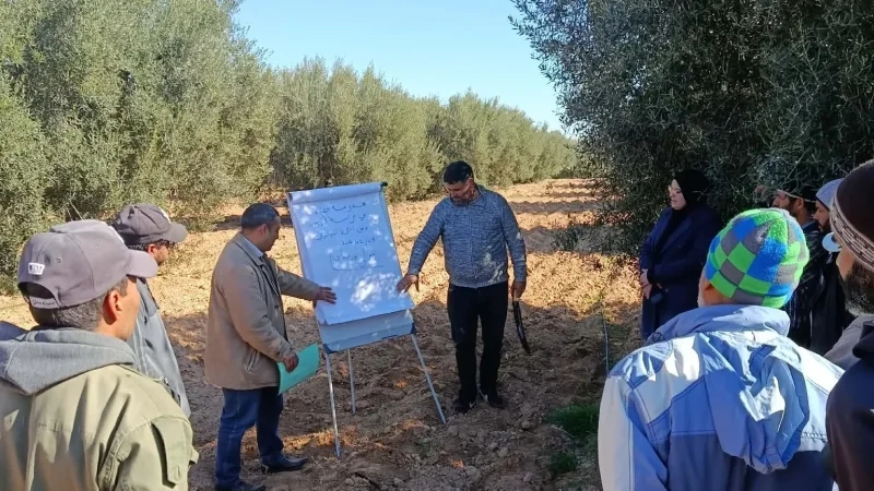 سيدي بوزيد: تركيز مدرسة حقلية للزيتون البيولوجي في منزل بوزيان