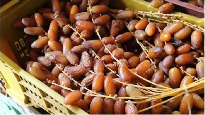 إتحاد الفلاحة بقبلي: انطلاق الإعداد لموسم التمور القادم