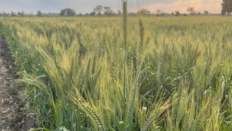 وزارة الفلاحة: أمراض فطرية تهدّد حقول القمح تستدعي التدخل العاجل