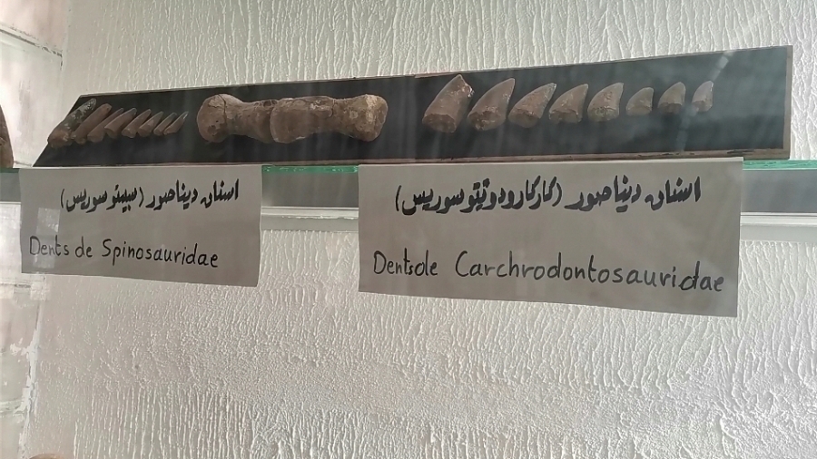 متحف ذاكرة الأرض بتطاوين.. درة علمية ورحلة عبر التاريخ الجيولوجي