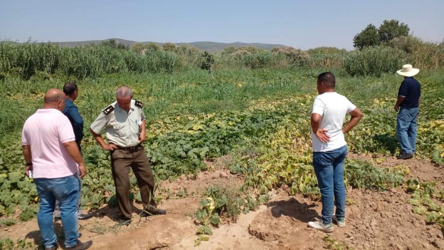 تبرسق: فلاح يسقي زرعه بمياه الصرف الصحي