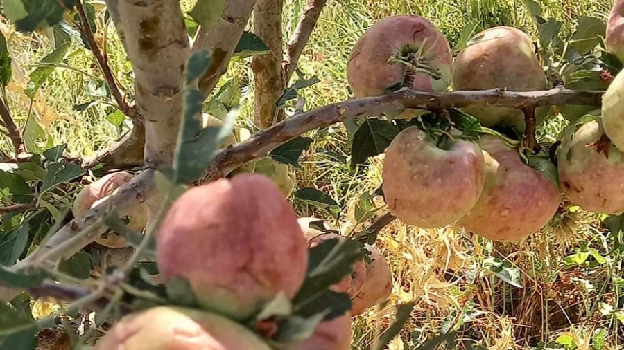 الروحية: تضرر أشجار التفاح جراء تساقط البرد