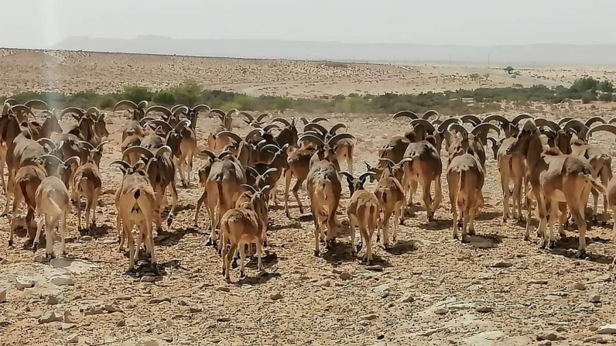 محمية ''عين دكوك'' بتطاوين.. فرصة لمشاهدة حيوانات مهددة بالانقراض