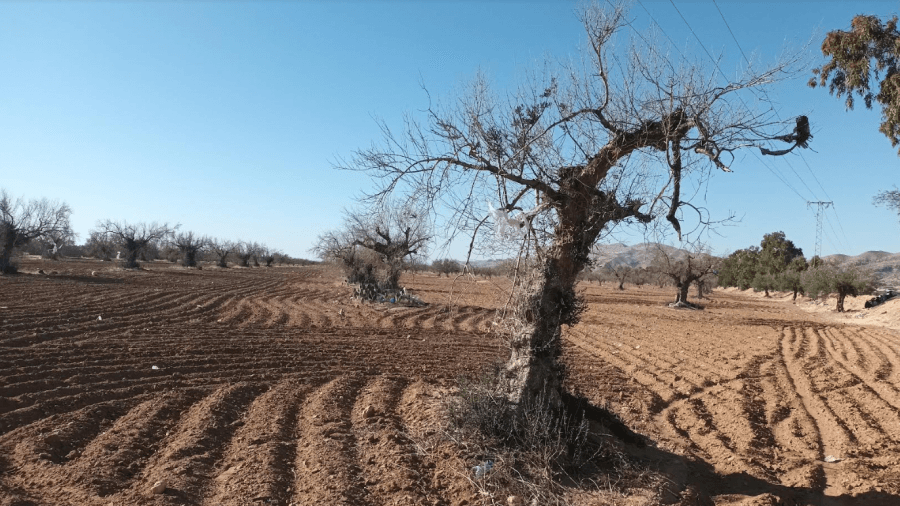 سوسة: ظاهرة التيبّس والجفاف تطال أصول الزياتين وتهدّدها بالاندثار