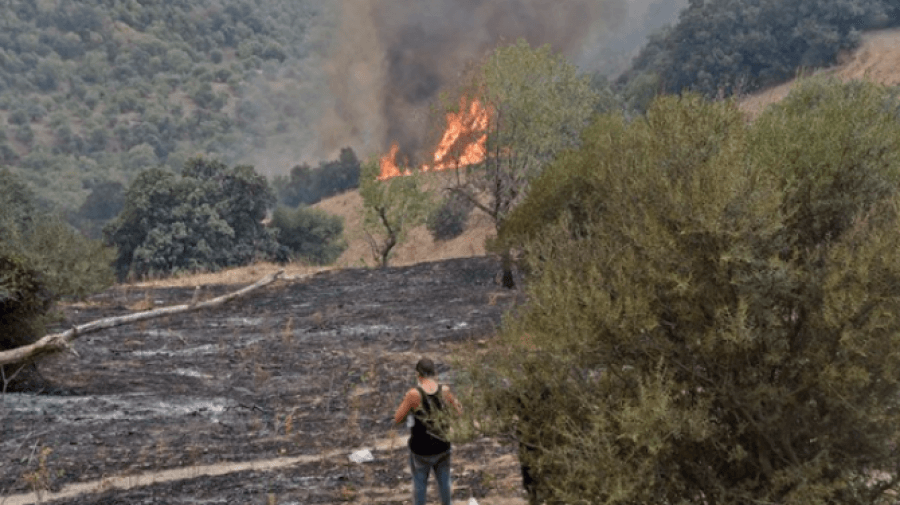 Algérie: 15 morts et 26 blessés dans des incendies