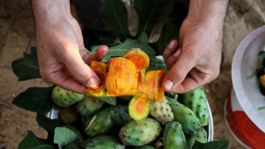 La Chenille du cactus ne menace pas la récolte des figues de barbarie