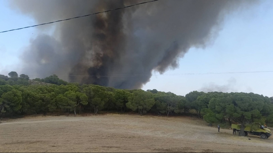 Siliana: Un incendie ravage six hectares de couvert forestier