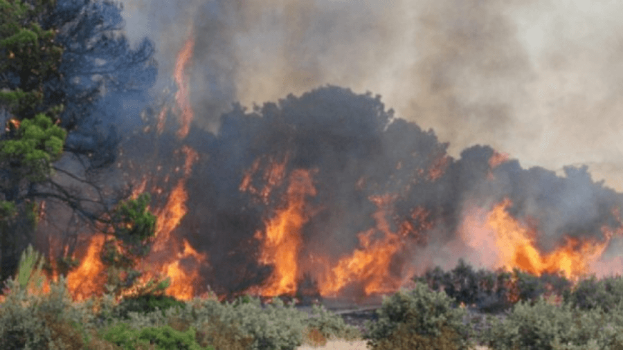 Incendie de la forêt de Malloula: De grands renforts sur place