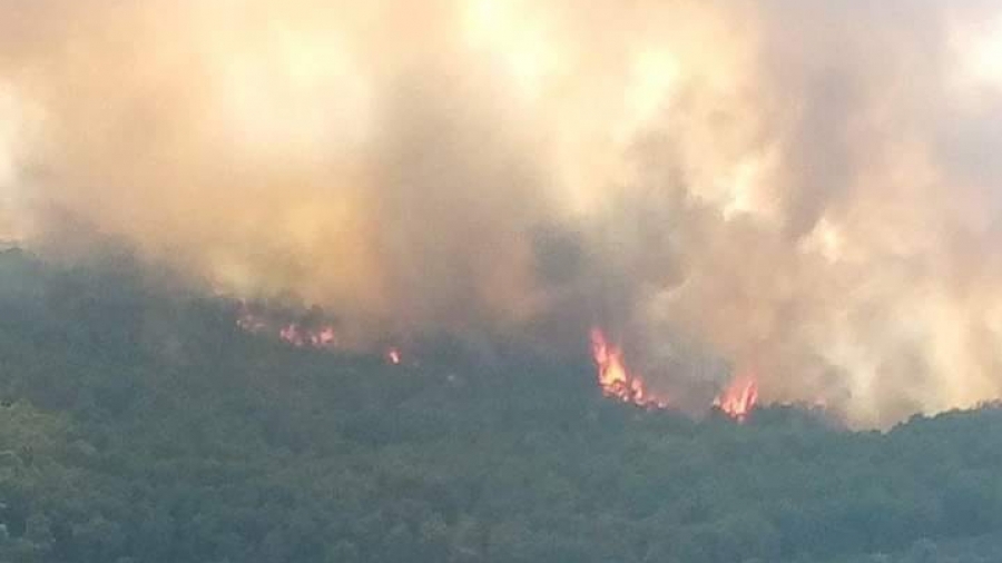 Ghardimaou: Une forêt de pins prend feu...