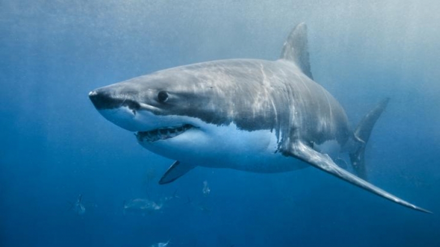 Plus de 40 espèces de requins vivent dans les eaux tunisiennes