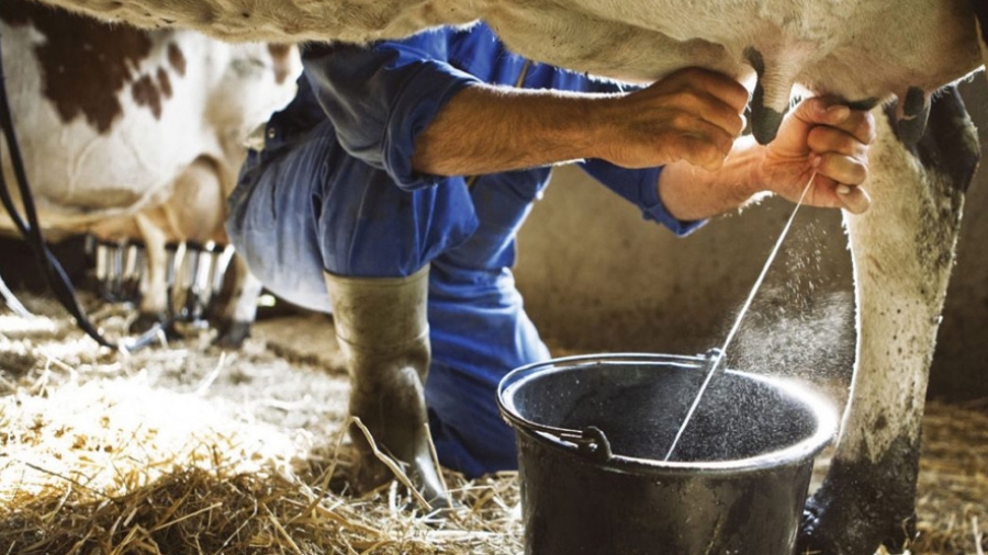 Réduction du prix des aliments pour vaches laitières