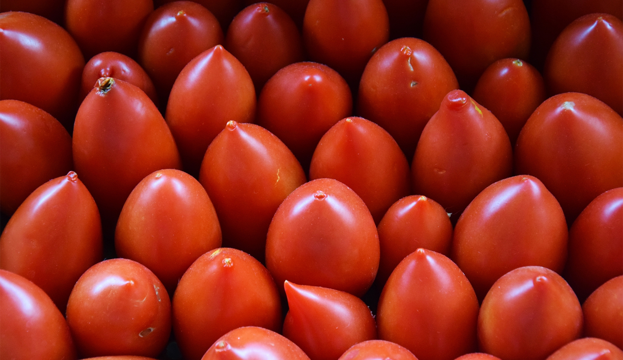 Gafsa : La récolte des tomates saisonnières estimée à 40 mille tonnes