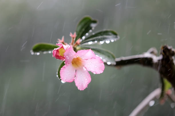 Météo : Pluies éparses et orageuses, l’après-midi