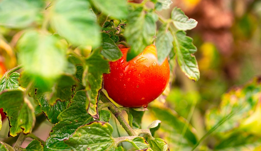 Nabeul : Plusieurs superficies de culture de tomate saisonnière endommagées par les dernières pluies