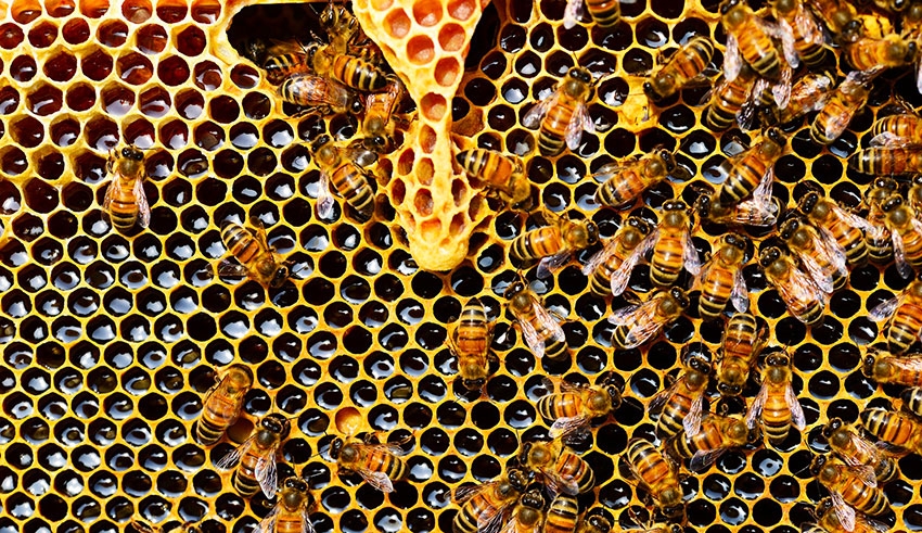 Zaghouan | Apiculture : 50% des ruches de la région endommagées par la sécheresse