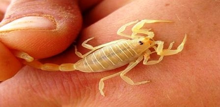 Tunisia-Pasteur Institute denies having hired children to hunt scorpions and vipers