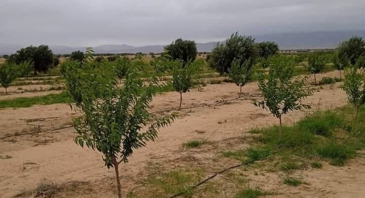 Tunisia-State recovers state land of 5 hectares in Siliana