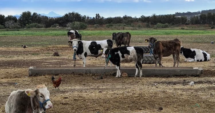 Tunisia-Tunisia bans importation of cattle farms affected by epizootic hemorrhagic disease